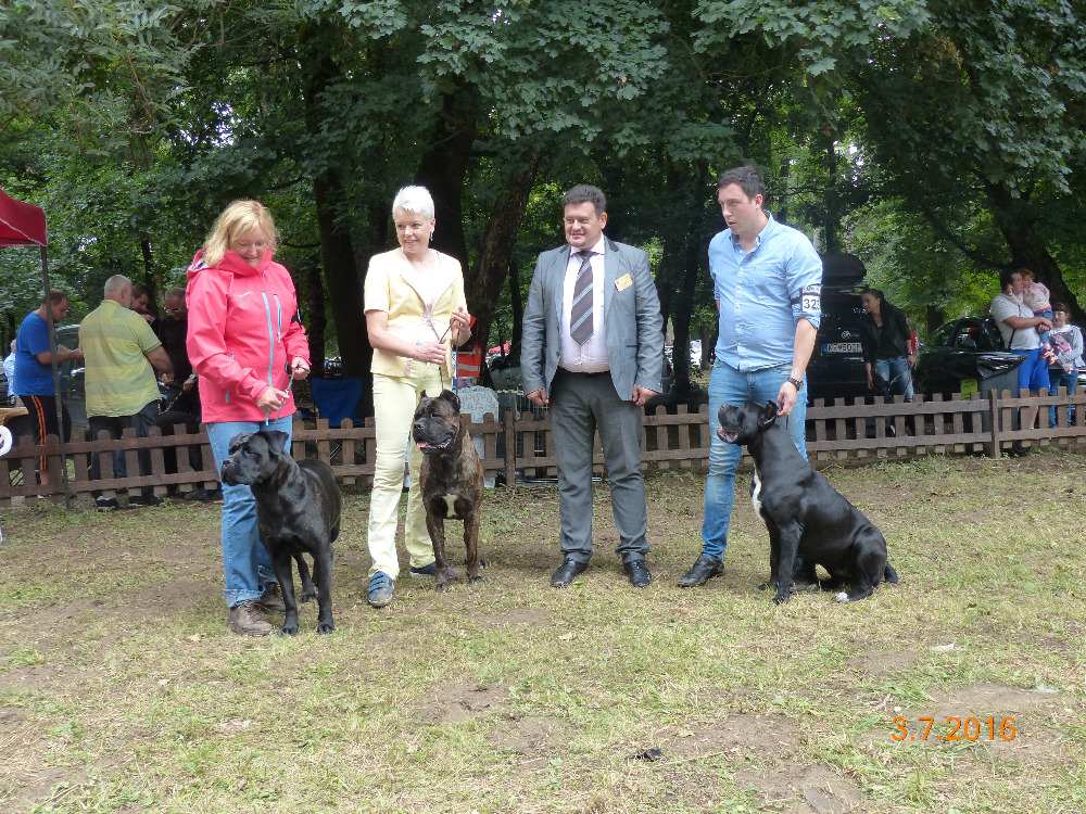 Vítězní psi z mezinárodní výstavy ve Velké Idě, neděle 3.7.2016 První zleva - Koleta Atison a Jana Korcová - třída šampiónů - V1, CAC, CACIB Druhá zleva - Percy Atison a Radka Koubíčková - mezitřída - V1, CAC, CACIB, BOS Třetí zleva - mezinárodní rozhodčí Sergej Vanzha Poslední zleva - Amberland Unique Selection a Dalibor Soják - třída mladých - V1, CAJC, BOB, Junior BOG1 Winners of the International Dog Show in Velká Ida, Sunday 3rd of July, 2016 First from the left - Koleta Atison and Jana Korcová - Champion class - Exc.1, CAC, CACIB Second from the left - Percy Atison and Radka Koubíčková - Intermediate class - Exc.1, CAC, CACIB, BOS Third from the left - international judge Sergej Vanzha The last - Amberland Unique Selection and Dalibor Soják - Junior class - Exc.1, CAJC, BOB, Junior BOG1