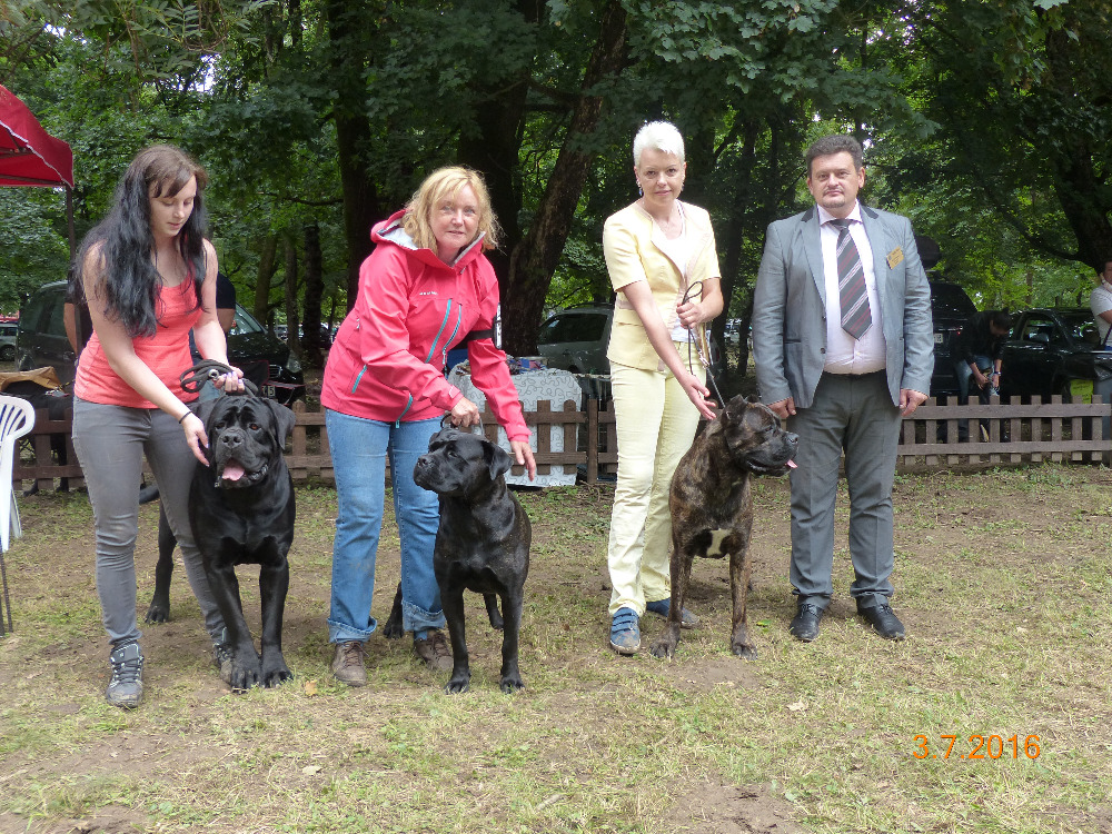 Mezinárodní výstava psů ve Velké Idě, neděle 3.7.2016 První zleva - Sonny Corleone Atison - třída otevřená - V1, CAC, Res.CACIB Druhá zleva - Koleta Atison a Jana Korcová - třída šampiónů - V1, CAC, CACIB Třetí zleva - Percy Atison a Radka Koubíčková - mezitřída - V1, CAC, CACIB, BOS Poslední zleva - mezinárodní rozhodčí Sergej Vanzha International Dog Show in Velká Ida, Sunday 3rd of July 2016 First from the left - Sonny Corleone Atison - Open class - Exc.1, CAC, Res.CACIB Second from the left - Koleta Atison and Jana Korcová - Champion class - Exc.1, CAC, CACIB Third from the left - Percy Atison and Radka Koubíčková - Intermediate class - Exc.1, CAC, CACIB, BOS Last from the left - international judge Sergej Vanzha